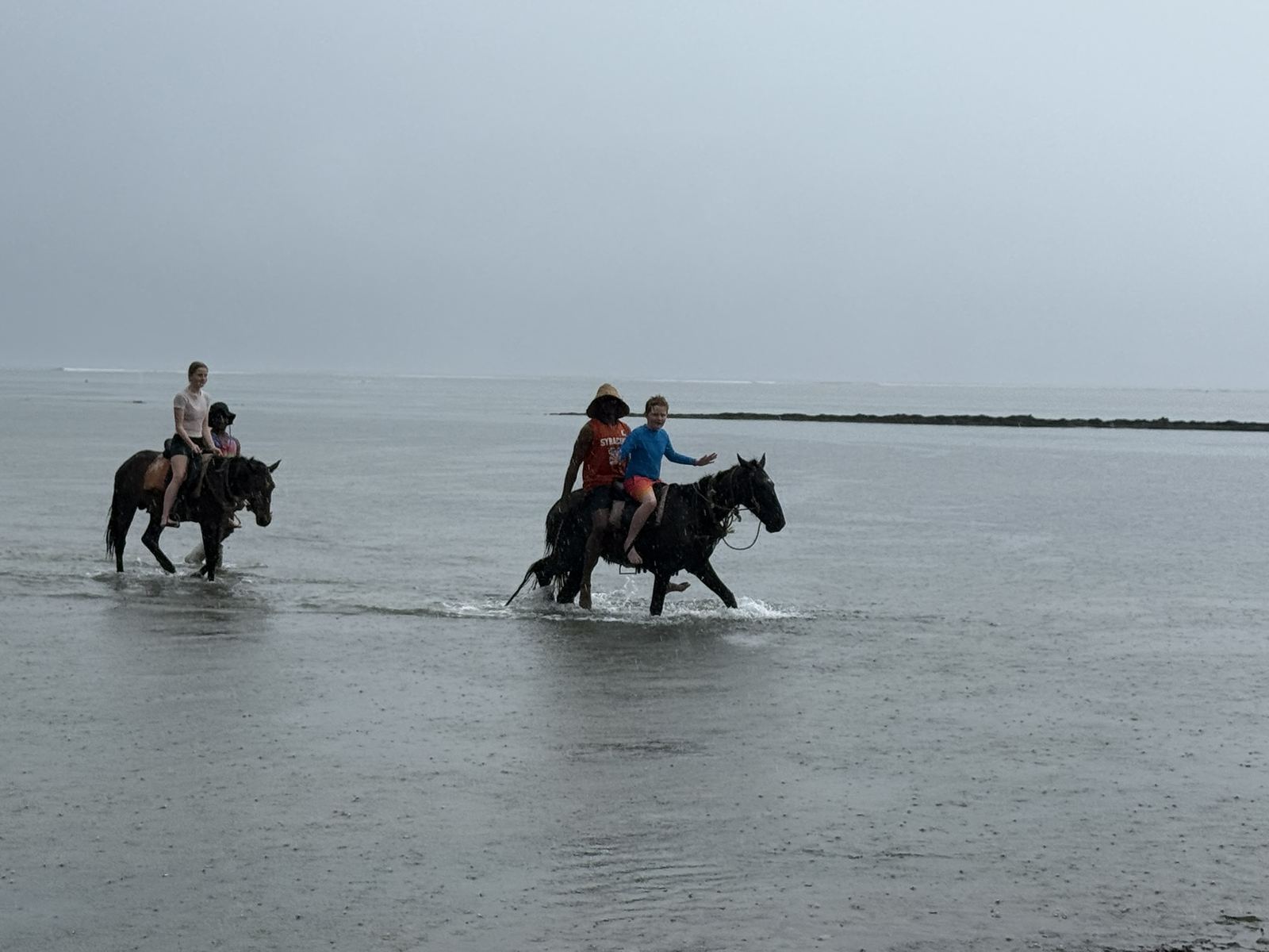 Horses on the Fiji coastline