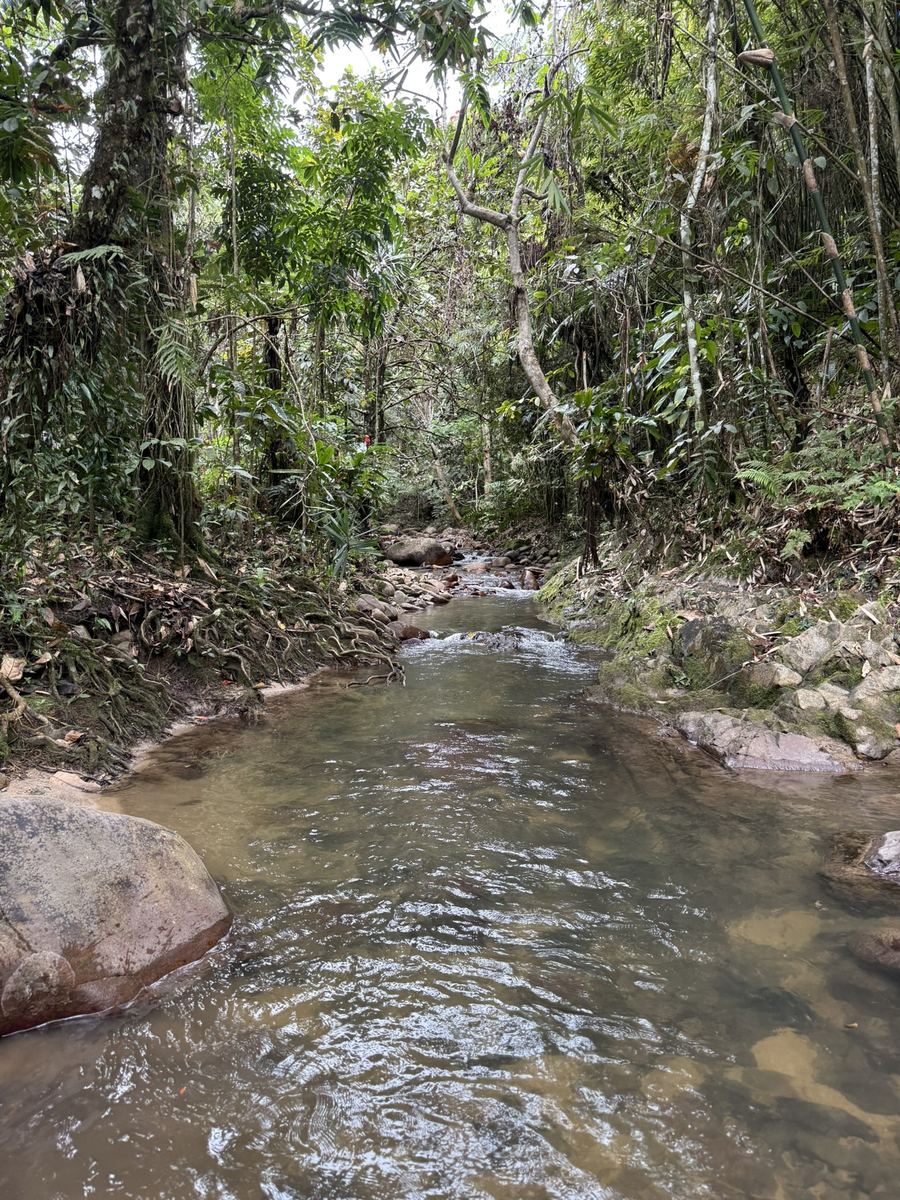 Jungle stream on the way to the waterfall